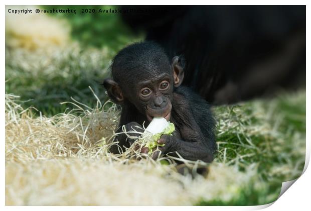 Lola The Bonobo Baby Print by rawshutterbug 