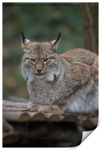 Lynx Looking At You Print by rawshutterbug 