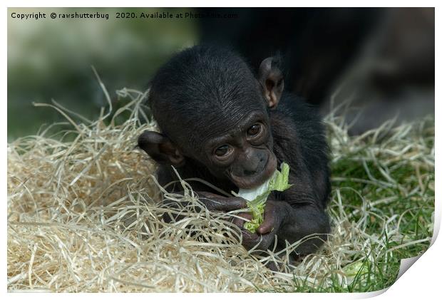 Cheeky Bonobo Baby Print by rawshutterbug 