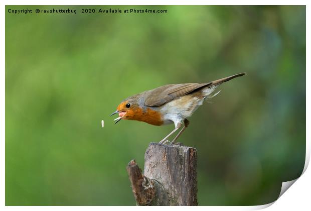 Robin In Action Trying To Catch His Food Print by rawshutterbug 