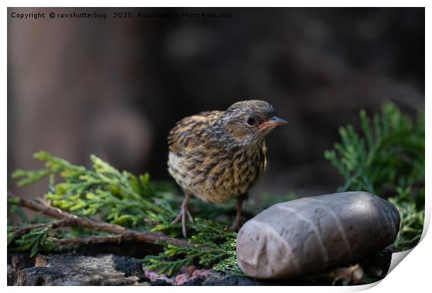 Baby Robin Print by rawshutterbug 