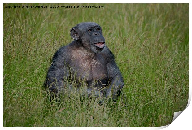 Chimpanzee Sitting In The Grass Print by rawshutterbug 
