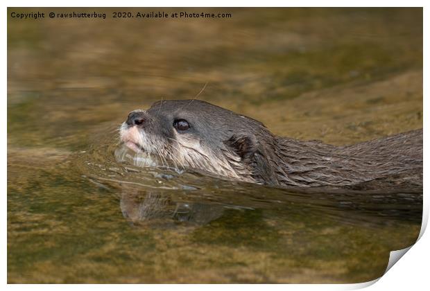 Swimming Otter Print by rawshutterbug 