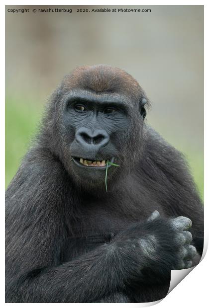 Lovable Gorilla Rascal Lope Print by rawshutterbug 