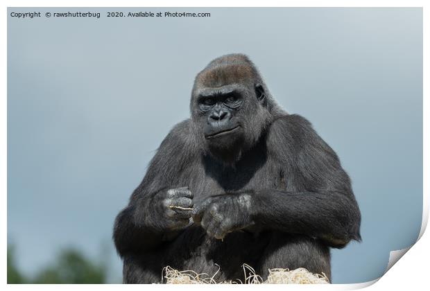 Gorilla Mother Ozala Print by rawshutterbug 