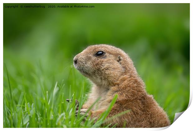 Black-tailed prairie dog in the grass Print by rawshutterbug 