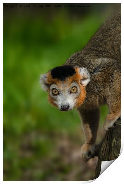 Crowned Lemur Print by rawshutterbug 