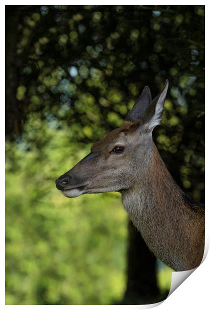 Red Deer Encounter Print by rawshutterbug 