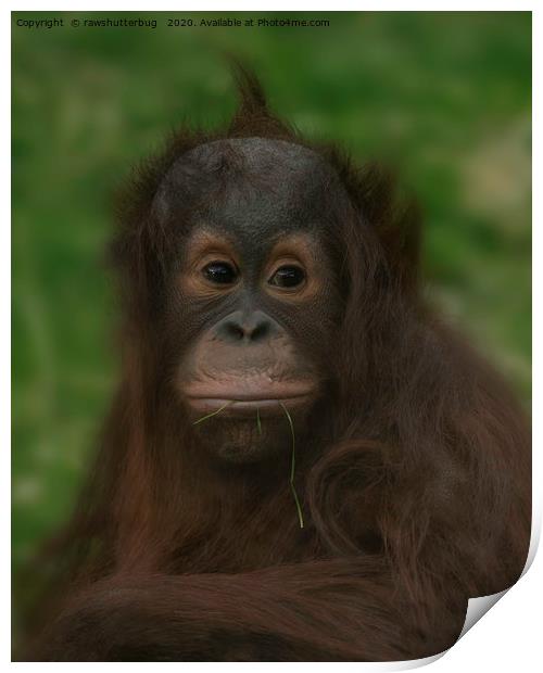 Baby Orangutan Print by rawshutterbug 