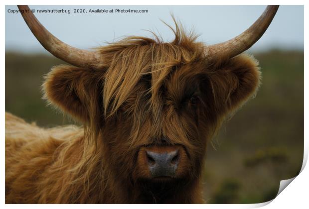 Highland Cow Face Print by rawshutterbug 