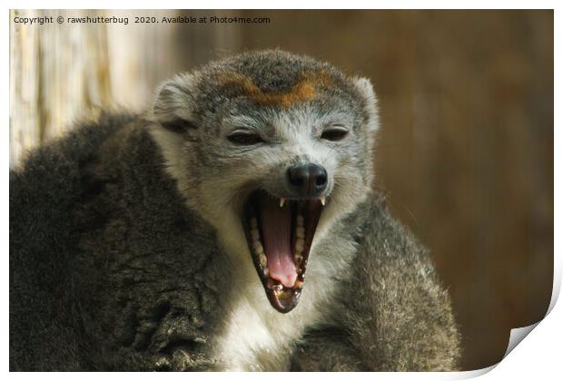 Yawning Crowned Lemur Print by rawshutterbug 