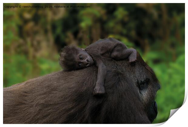 Baby Gorilla Holding On To Her Mother Print by rawshutterbug 