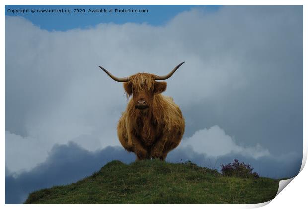 Highland Cow On A Hill Print by rawshutterbug 