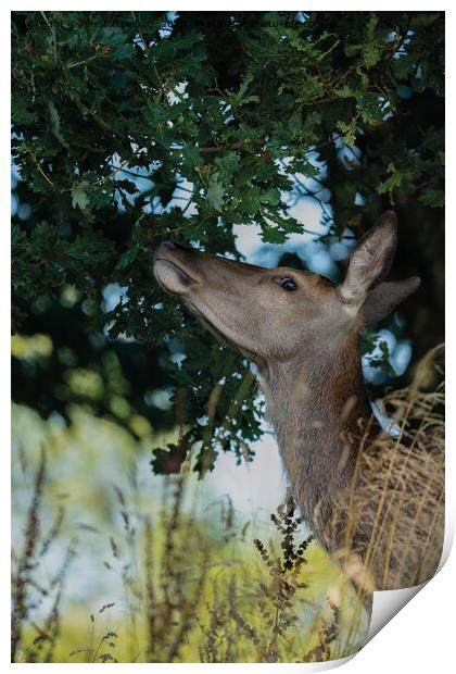 Deer Reaching For The Best Print by rawshutterbug 