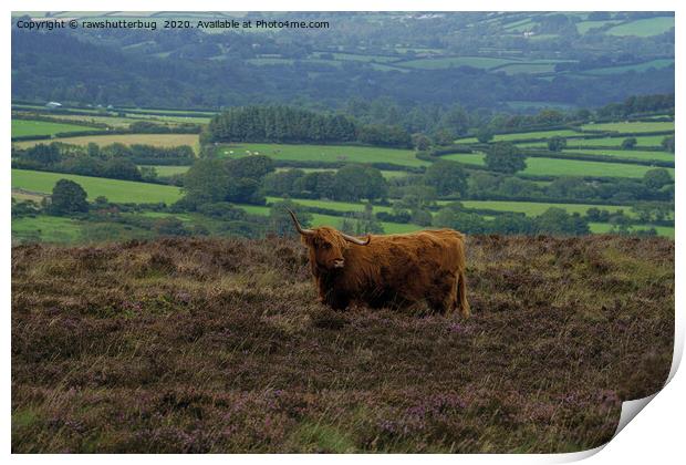 Highland Cows On The Moors Print by rawshutterbug 