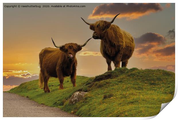 Highland Cows At Sunset Print by rawshutterbug 