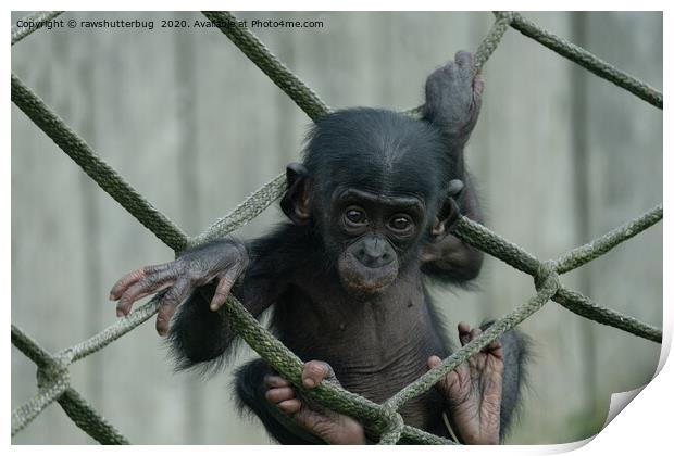 Bonobo Baby Likes To Climb Print by rawshutterbug 
