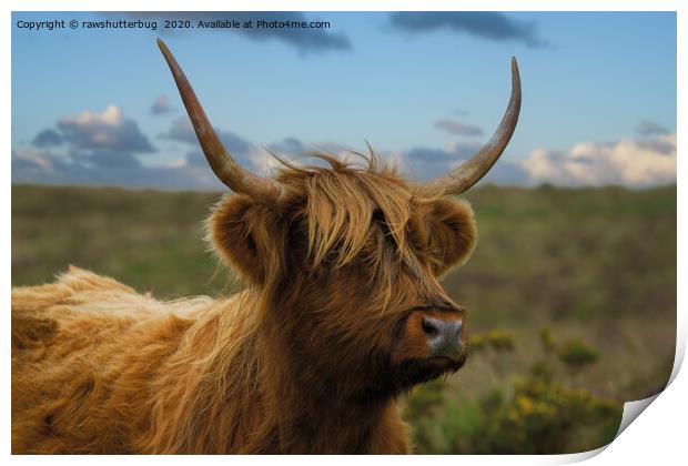 Highland Cow Gaze Print by rawshutterbug 