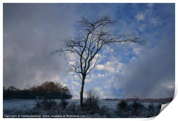 Single Tree At A Frosty Chasewater Country Park Print by rawshutterbug 