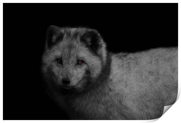 Arctic Fox Print by rawshutterbug 