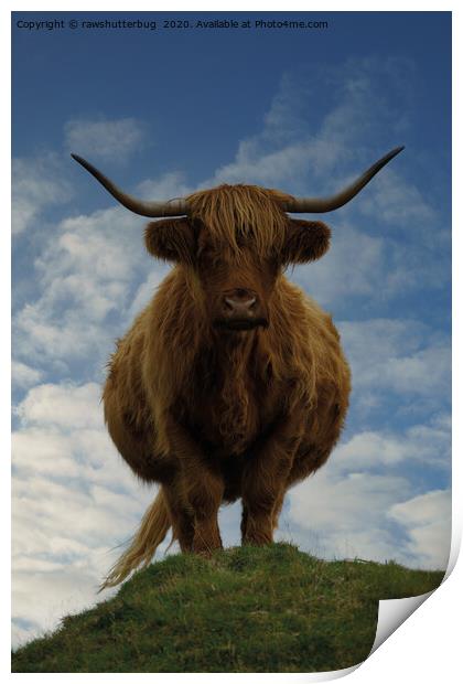Highland Cow On A Hill Print by rawshutterbug 