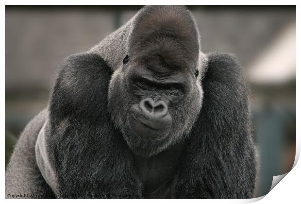 Oumbi The Silverback Gorilla's Smirk Print by rawshutterbug 