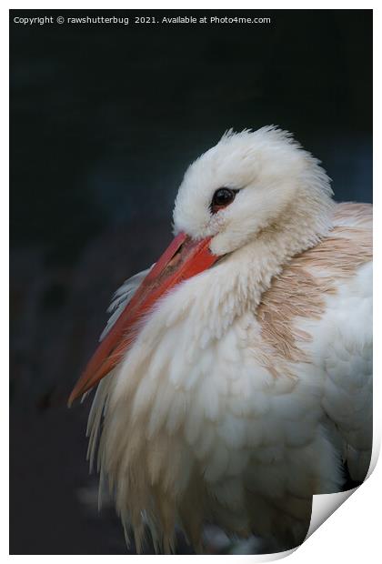 White stork Print by rawshutterbug 