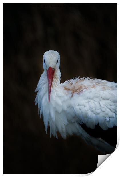 White Stork Print by rawshutterbug 