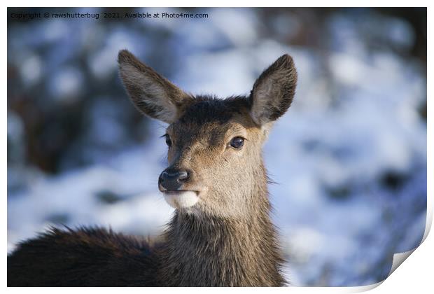 Young Red Deer Face Print by rawshutterbug 