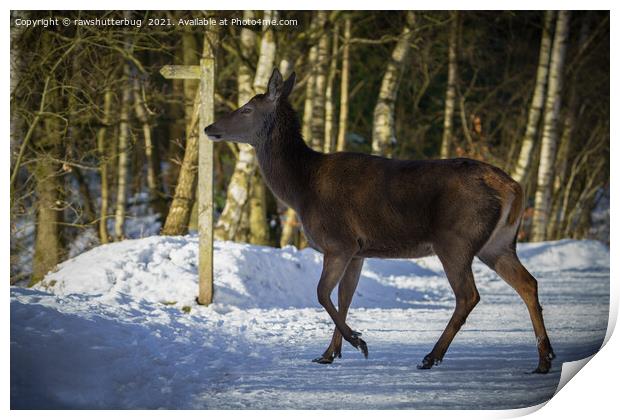 Red Deer Walking Through The Snow Print by rawshutterbug 