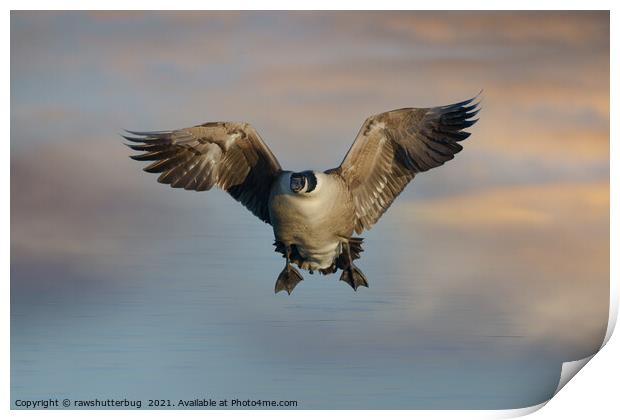 Flying Canada Goose Print by rawshutterbug 