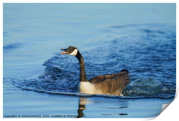Canada Goose Sticking Out His Tongue Print by rawshutterbug 