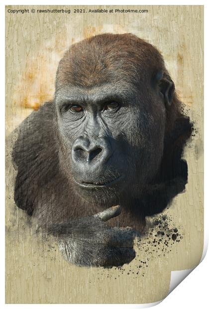 Gorilla Lope Close-Up Print by rawshutterbug 
