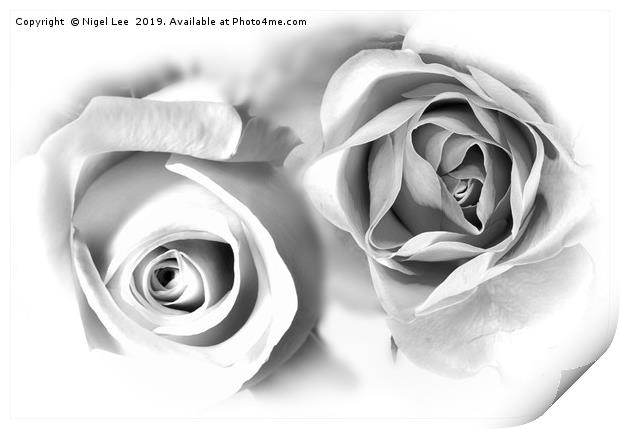 Roses Print by Nigel Lee