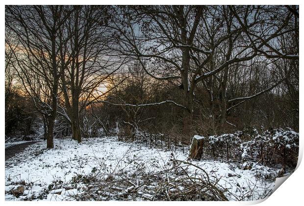 Winter in the woods at Sunset Print by Ray Hill