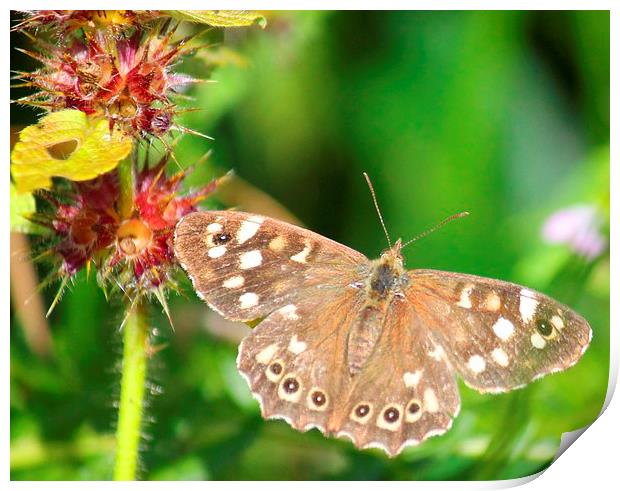 speckled wood butterfly Print by Kayleigh Meek