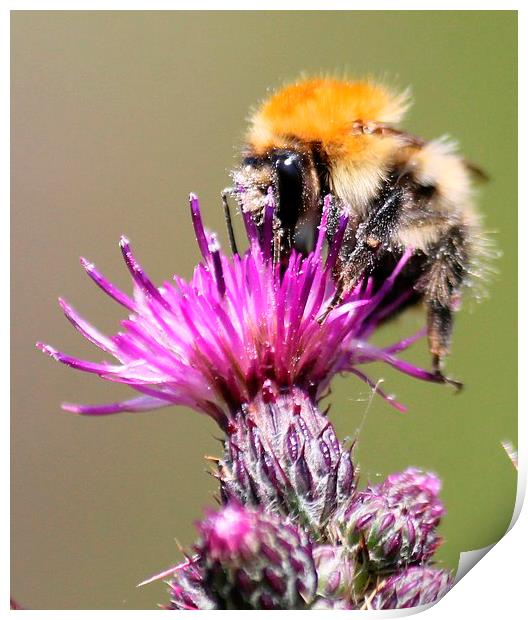  Bumble bee on a thistle Print by Kayleigh Meek