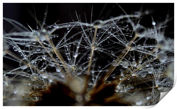  dandelion seeds and rain Print by Kayleigh Meek