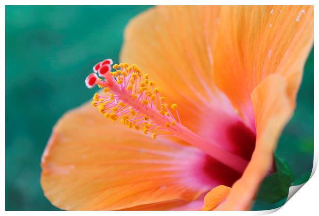  Hibiscus flower Print by Kayleigh Meek