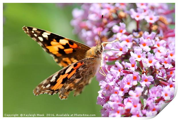 Painted Lady Butterfly  Print by Kayleigh Meek