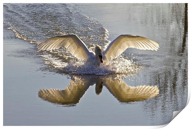 Landing Swan Print by Jim O'Donnell