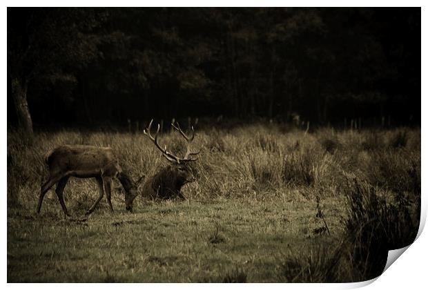 Stag in Killarney Print by Aaron Fleming
