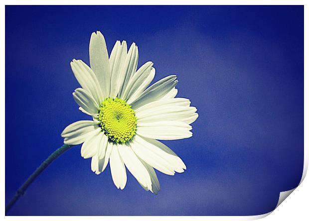  Daisy in a summers sky with a vintage effect Print by Matthew Silver