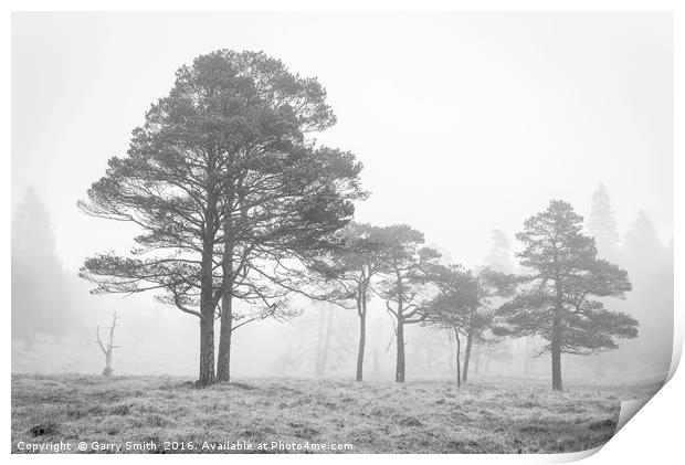 Scots Pines at Loch Tulla. Print by Garry Smith