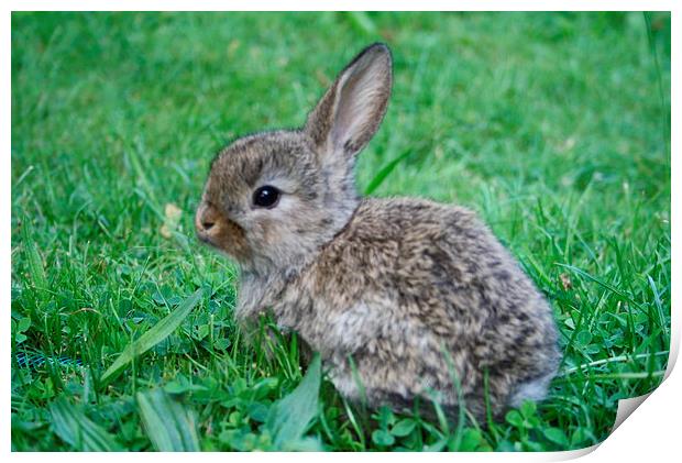 Rabbit in a clover field Print by Martin Maran