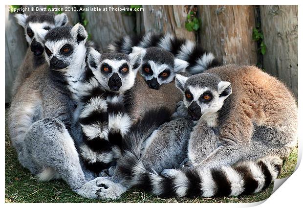 family of ringtail lemurs Print by Brett watson