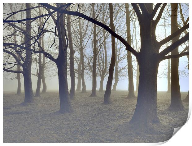 trees in the mist at knole park Print by Brett watson