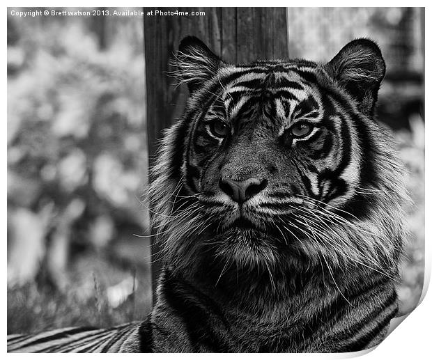 a proud tiger Print by Brett watson