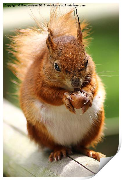 a red squirrel Print by Brett watson