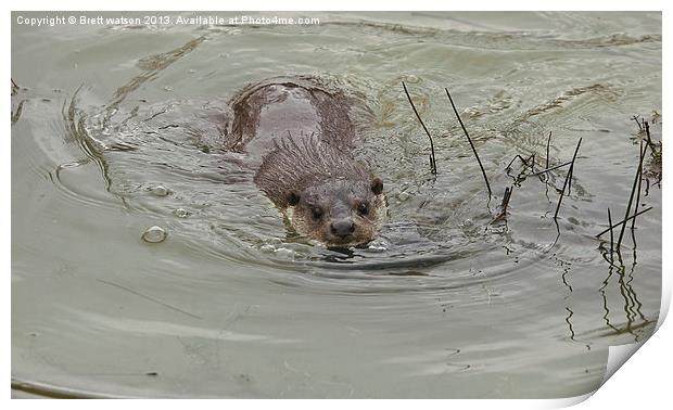 a swimming otter Print by Brett watson